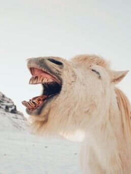 Icelandic horse in Iceland