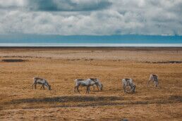 Reindeer Iceland South East