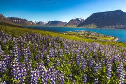 Flateyri Iceland Westfjords