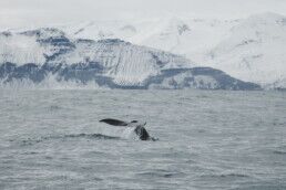 Whale watching Iceland