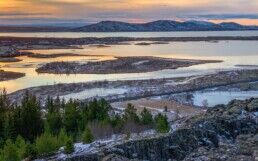 Trees at Thingvellir National Park