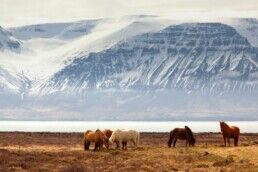 Icelandic horses grazing in the countryside