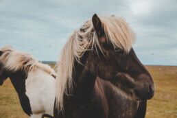 Two Icelandic horses standing close together in a green field