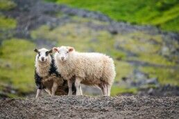 Sheep in Iceland