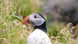 An Atlantic Puffin at Dyrhólaey.