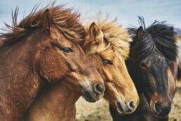 Icelandic horses