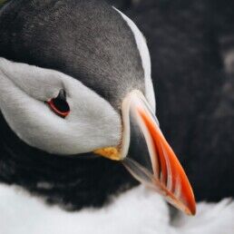 Atlantic Puffins are known for their colourful bills