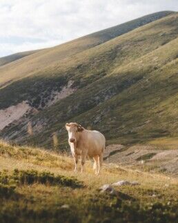 Cow in a pasture