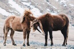 Two Icelandic horses play together