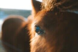 A close up of an Icelandic horse.