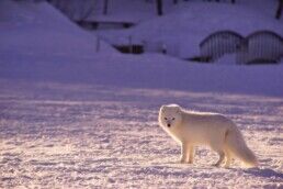 arctic fox in Iceland