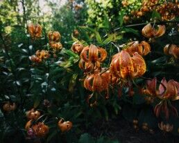 botanical garden in Reykjavík