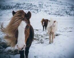 icelandic horses trekking