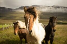 horse in iceland