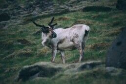 reindeer in Fjarðabyggð