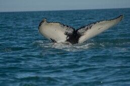 whale watching in Húsavík Iceland