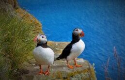 puffins