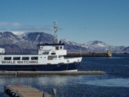 whale watching tour in Iceland