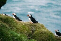 puffins