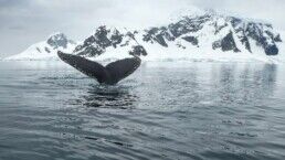 whale watching during winter