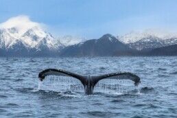 whale watching during winter