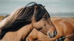 Horse back riding in Iceland