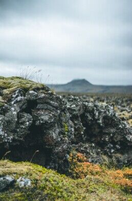 Moss covering volcanic rock